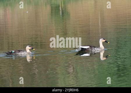 Une paire de magnifiques canards indiens à bec nagent tranquillement au milieu d'un lac Banque D'Images