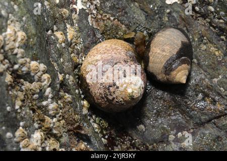 Top Shell doublé (Phorcus lineatus) Banque D'Images