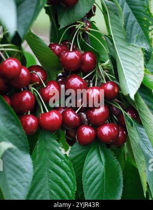 Prunus avium Sunburst, Prunus avium Sunburst Banque D'Images