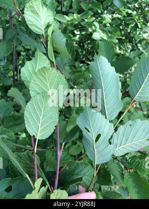 Aulne de montagne (Alnus alnobetula crispa) Banque D'Images