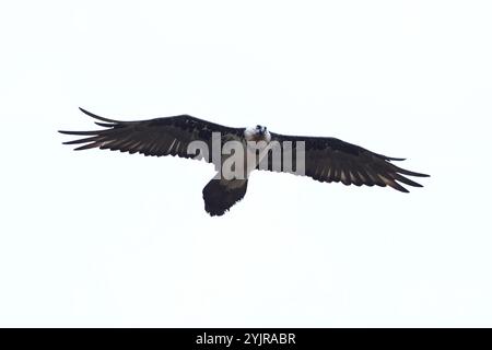 Vulture barbu adulte, alias Lammergeier, en vol d'en bas, individuum pâle Banque D'Images