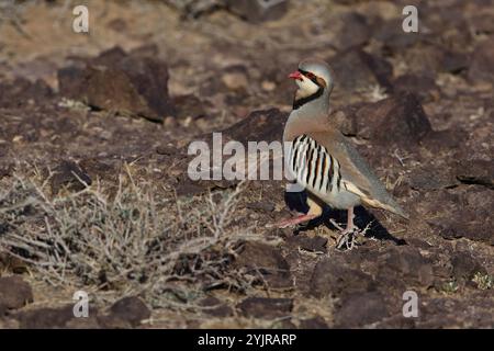 Chukar adulte en terrain rocheux à Govi Destert, Ömnögovi Aimag en Mongolie Banque D'Images