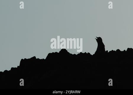 Silhouette d'un Chukar caling dans un sol rocheux dans le désert de Govi, Ömnögovi Aimag en Mongolie Banque D'Images