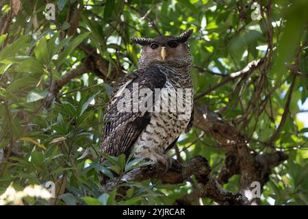 Le hibou aigle à ventre tacheté également connu sous le nom de hibou aigle des forêts est un grand oiseau de proie avec une apparence formidable. C'est une espèce qui vit dans la forêt. Banque D'Images