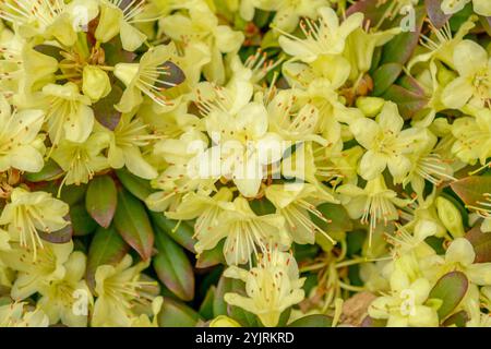 Keisukes Rhododendron Rhode Anne, Keisukes Rhododendron Princesse Anne Banque D'Images