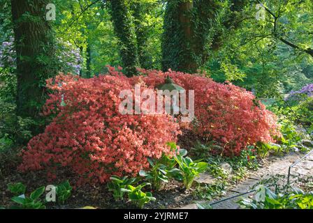 Japon-Garten Rhododendron obtusum, Japan Garden Rhododendron obtusum Banque D'Images