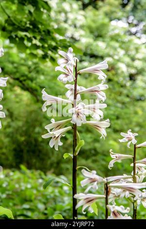 Riesen-Lilie Cardiocrinum giganteum, Giant Lily Cardiocrinum giganteum Banque D'Images