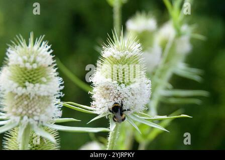 Wilde Karde Dipsacus sylvestris, Teasel Dipsacus sylvestris, teasel sauvage Dipsacus sylvestris Banque D'Images