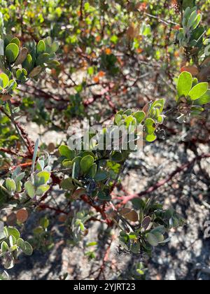 Baies et manzanitas (Arctostaphylos) Banque D'Images