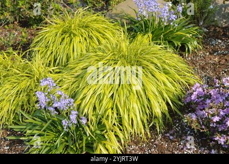 Japangras Hakonechloa macra Aureola, herbe japonaise Hakonechloa macra Aureola, herbe japonaise Hakonechloa macra Aureola Banque D'Images
