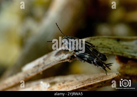 Petit cricket de sable (Ellipes minuta) Banque D'Images