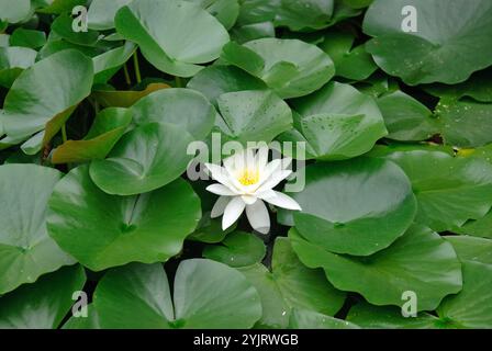 Weisse Seerose Nymphea alba, nénuphars blancs Nymphea alba Banque D'Images