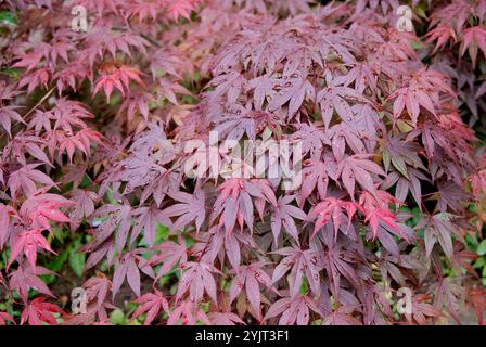 Japanischer Fecherahorn Acer palmatum Shaina Banque D'Images