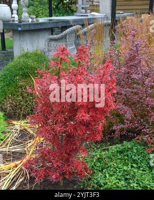 Japanischer Fecherahorn Acer palmatum Shaina Banque D'Images