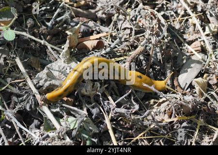 Button's Banana Slug (Ariolimax buttoni) Banque D'Images