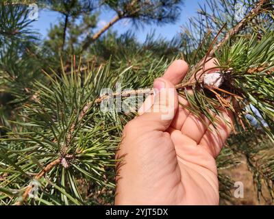 Teigne de résine de pin et de galle (Retinia resinella) Banque D'Images