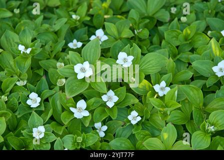 Teppich-Hartriegel Cornus canadensis Banque D'Images