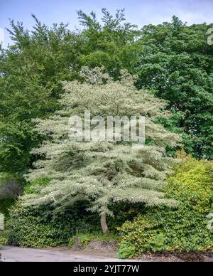 Weissbunter Etagen-Hartriegel Cornus contrversa Variegata Banque D'Images