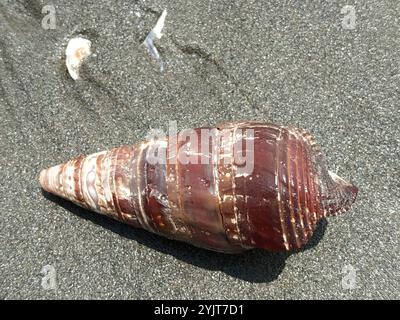 Guichet géant à la mangrove (Terebralia palustris) Banque D'Images