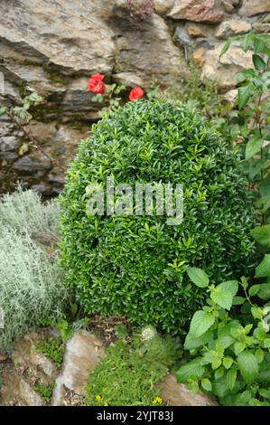 Japanischer Spindelstreuch Euonymus, Spindelstrauch japonicus Microphyllus Banque D'Images