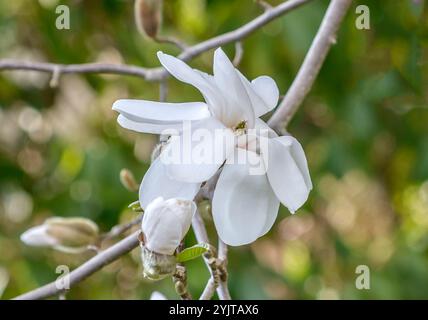 Lobners Magnolie Magnolia × loebneri Merrill Banque D'Images