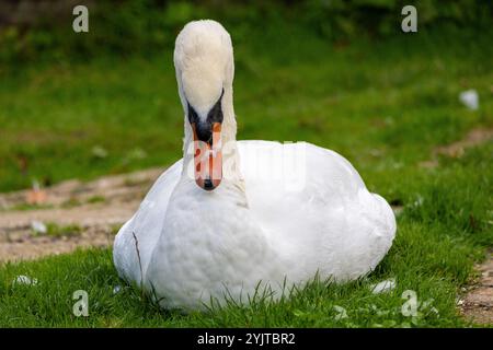 Un beau cygne au bord du lac Preening Banque D'Images