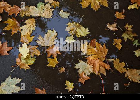 Feuilles d'érable tombées dans une flaque d'eau un jour pluvieux d'automne Banque D'Images