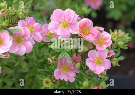 Fingerstrauch, Potentilla fruticosa PINK PARADISE, Finger Strauch, Potentilla fruticosa Pink Paradise Banque D'Images