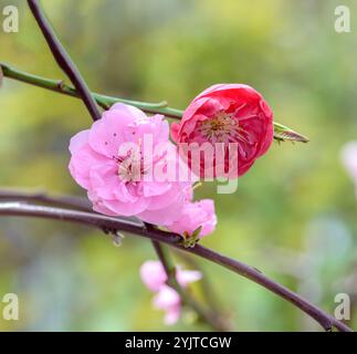 Haenge-Zierpfirsich, Prunus persica Melred Weeping, pêche décorative à fixation murale, Prunus persica Melred Weeping Banque D'Images