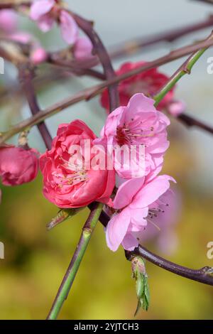 Haenge-Zierpfirsich, Prunus persica Melred Weeping, pêche décorative à fixation murale, Prunus persica Melred Weeping Banque D'Images