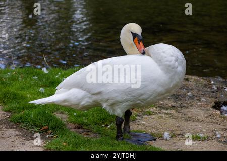 Un beau cygne au bord du lac Preening Banque D'Images