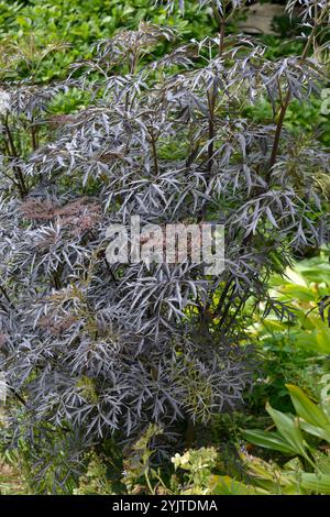 Schwazer Holunder, Sambucus nigra BLACK LACE, Schwazer sureau, Sambucus nigra BLACK LACE Banque D'Images