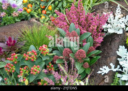 Herbstbepplanzung, Skimmia japonica Rubella, Johanniskraut, Hypericum × inodorum ÉTOILE ROUGE MAGIQUE, Glockenheide, Erica gracilis, plantation d'automne, Skimmi Banque D'Images