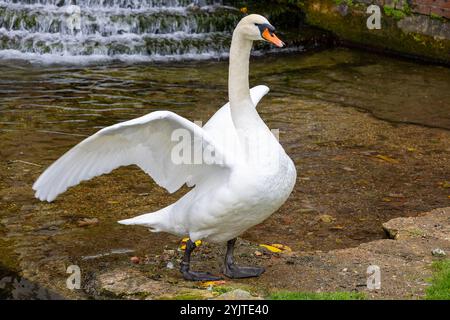 Un beau cygne au bord du lac Preening Banque D'Images