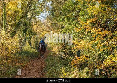 Femelle chevauchant son cheval le long d'une passerelle de campagne bordée d'arbres dans leur couleur d'automne. Banque D'Images