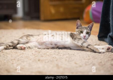 Chat Tabby gris fourré avec yeux jaunes relaxant paisiblement Banque D'Images