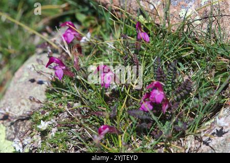 Amande de Kerner (Pedicularis kerneri) Banque D'Images