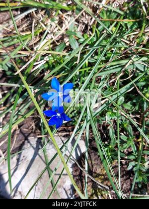 Gentiane de la vessie (Gentiana utriculosa) Banque D'Images