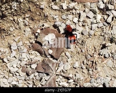 Fourmi de velours oriental commun (Dasyutilla occidentalis) Banque D'Images