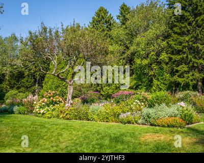 Automne dans le jardin de Thuya un jardin herbacé semi-formel sur Mount Desert Island dans le nord-est de Harbor Maine USA Banque D'Images