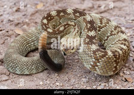 Crotale à queue noire de l'est (Crotalus ornatus) Banque D'Images