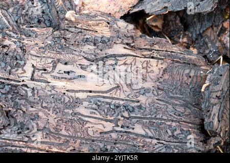 Écorce d'arbre infestée de coléoptères de l'écorce, galeries et pistes sinueuses simples sur un bois mort, forêt d'arbres dépéris, dommages à l'environnement Banque D'Images