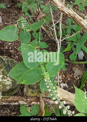 Calotte crânienne à feuilles de cœur (Scutellaria ovata) Banque D'Images