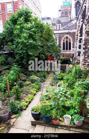 Vivaces dans un petit jardin derrière à l'arrière de St Bartholomew la Grande église dans la ville de Londres Angleterre Royaume-Uni à l'automne 2024 KATHY DEWITT Banque D'Images