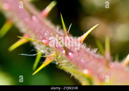 Bramble ou mûre (rubus fruticosus), gros plan des épines ou des picots sur un coureur ou une branche de l'arbuste commun. Banque D'Images