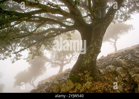 Chêne de houx (Quercus ilex). Sierra des Cairats. Valldemossa. Sierra de Tramuntana.Mallorca.Baleares.España. Banque D'Images