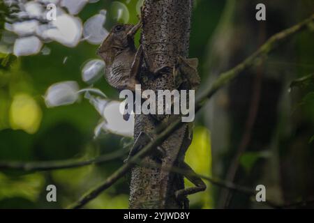 Deux basilisques casqués camouflés sur un tronc d'arbre dans une forêt tropicale dense, se mélangeant parfaitement avec le feuillage vert environnant. Banque D'Images