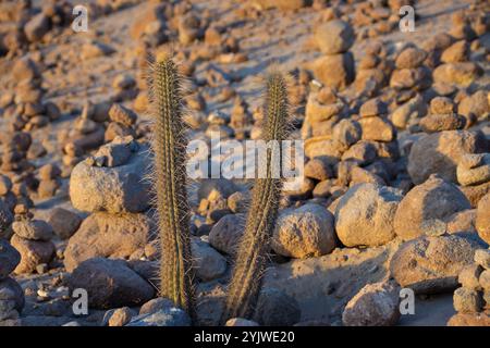 Cactus entouré de pierres Banque D'Images