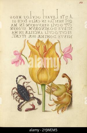 Rocket Larkspurs, Tulip, Scorpion, Millepede et European Filbert; Mira calligraphiae monumenta, 1561-1562, illumination ajoutée 1591-1596. Informations complémentaires : dans les années 1500, alors que l’imprimerie devenait la méthode la plus courante de production de livres, les intellectuels valorisaient de plus en plus l’inventivité des scribes et les qualités esthétiques de l’écriture. De 1561 à 1562, Georg Bocskay, secrétaire de la cour du Saint empereur Ferdinand Ier, crée ce Livre modèle de calligraphie pour démontrer sa maîtrise technique de l'immense gamme de styles d'écriture qu'il connaît. L'empereur Rodolphe II commanda plus tard Joris Hoe Banque D'Images