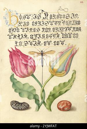 Gesner'sTulip, mouche ichneumon, haricot et haricot écarlate ; Mira calligraphiae monumenta, 1561-1562, illumination ajoutée 1591-1596. Informations complémentaires : dans les années 1500, alors que l’imprimerie devenait la méthode la plus courante de production de livres, les intellectuels valorisaient de plus en plus l’inventivité des scribes et les qualités esthétiques de l’écriture. De 1561 à 1562, Georg Bocskay, secrétaire de la cour du Saint empereur Ferdinand Ier, crée ce Livre modèle de calligraphie pour démontrer sa maîtrise technique de l'immense gamme de styles d'écriture qu'il connaît. L'empereur Rodolphe II commanda plus tard Joris Hoe Banque D'Images